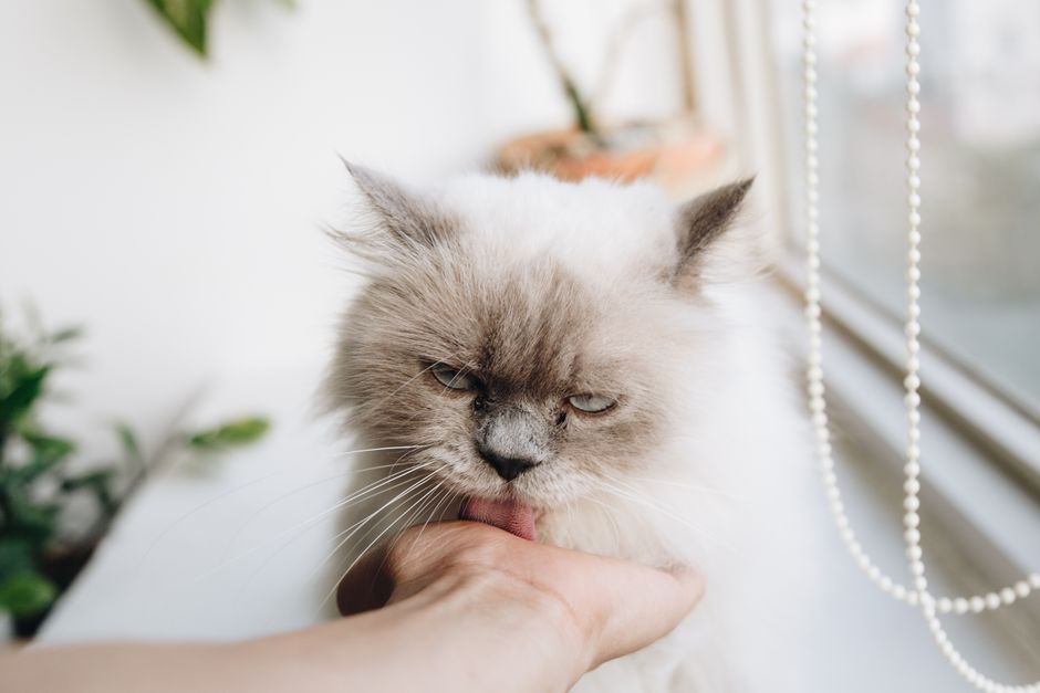 In-home pet sitting