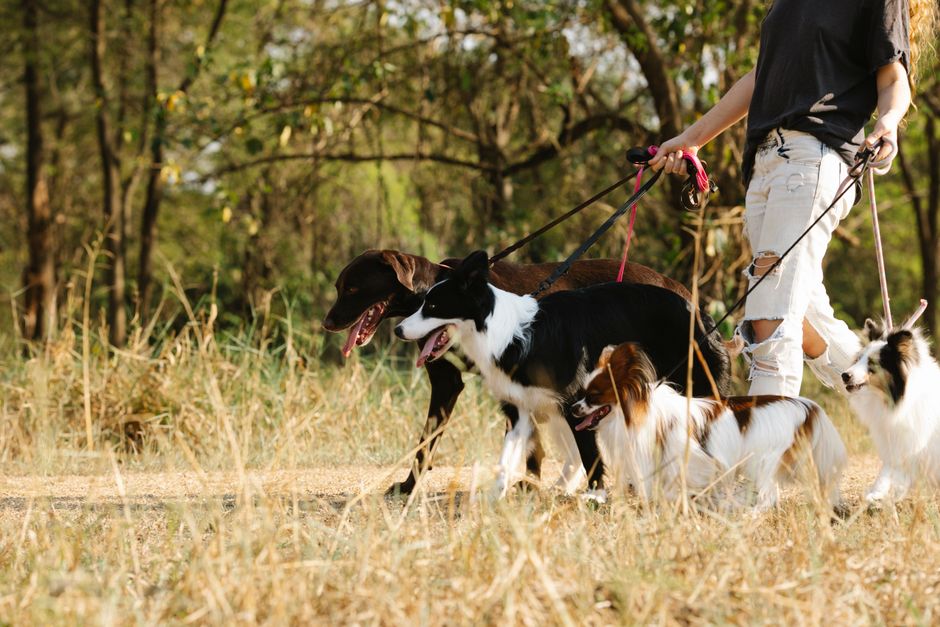 Dog walking