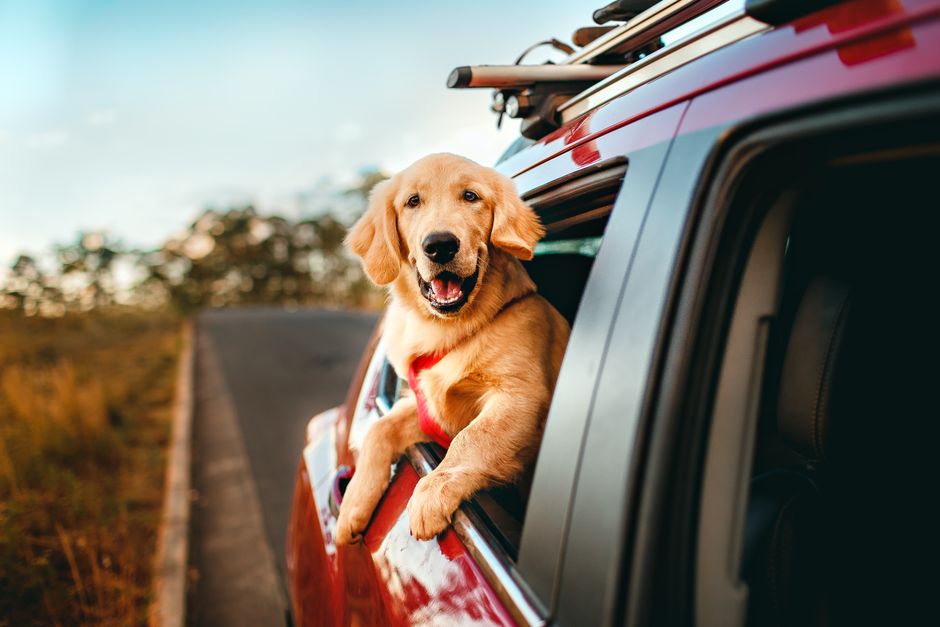 Pet taxi