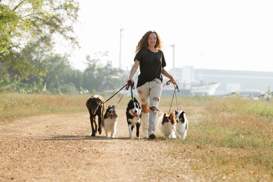 Dog out on a walk